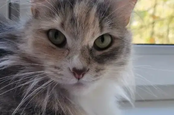 Кошки потеряшки, Ногинск, фото: Потеряшка кошка, Ногинск, ул. Советской 36В