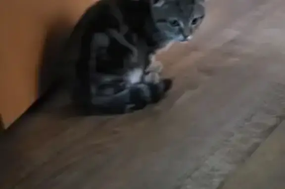 Найдена кошка, Норильск, фото: Найдена кошка, Ленинский проспект, 37 к1