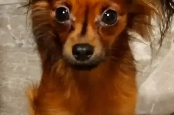 Собаки потеряшки, Колпино, фото: Потеряшка собака в Колпино, Пролетарская 16