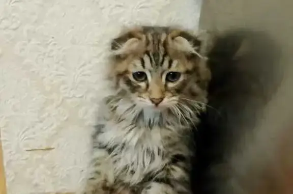 Пропала кошка, Имама Шамиля 41, Кизилюрт