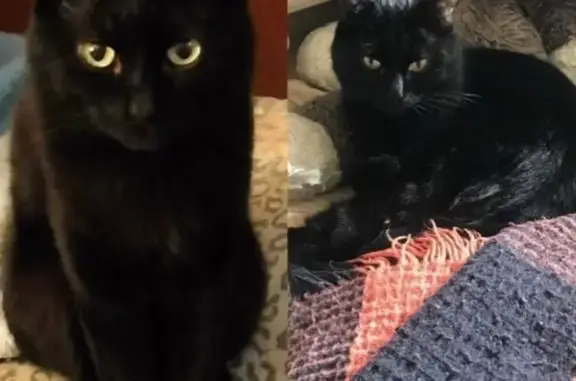 Кошки потеряшки, Красноярск, фото: Потеряшка чёрная кошка, Парашютная 68