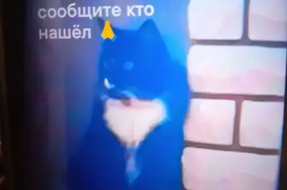 Кошки потеряшки, Воронеж, фото: Кошка пропала, Фронтовая ул., Воронеж