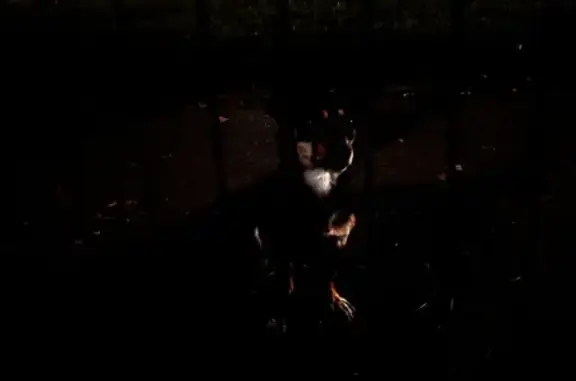 Найдена собака, Уфа, фото: Найдена собака ул. Орджоникидзе, Уфа