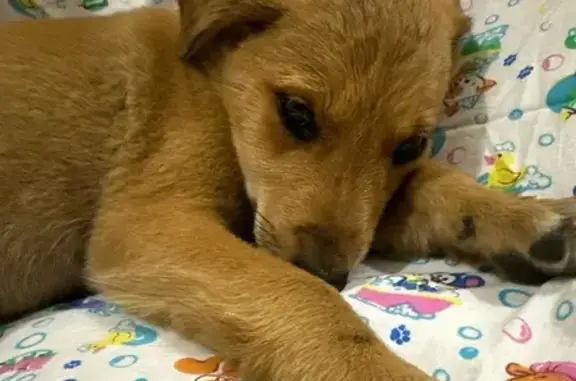 Найдена собака, , фото: Найдена собака, Октябрьский Городок, 53