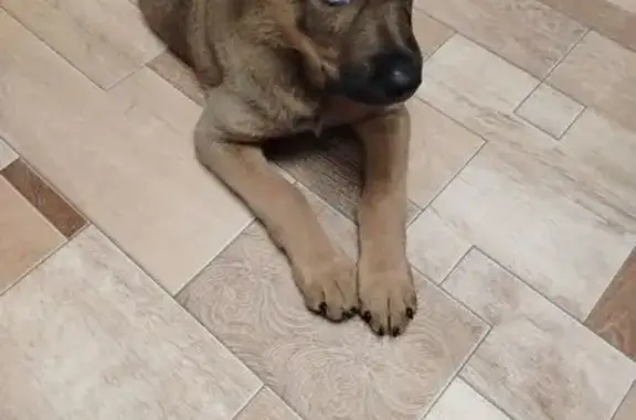 Пропала собака, Молодёжная 8, Чапаевск