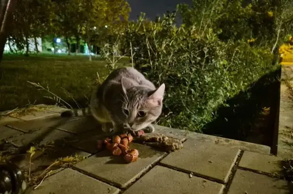 Найдена кошка, Астрахань, фото: Кошка найдена: ул. Калинина, 51, Астрахань