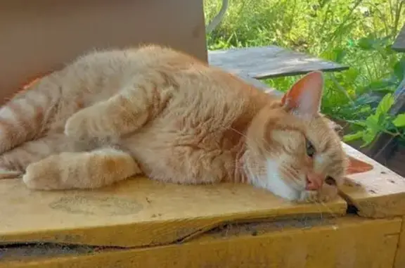 Кошки потеряшки, Владимирская область, фото: Потеряшка кошка в Коврове, Владимирская обл.