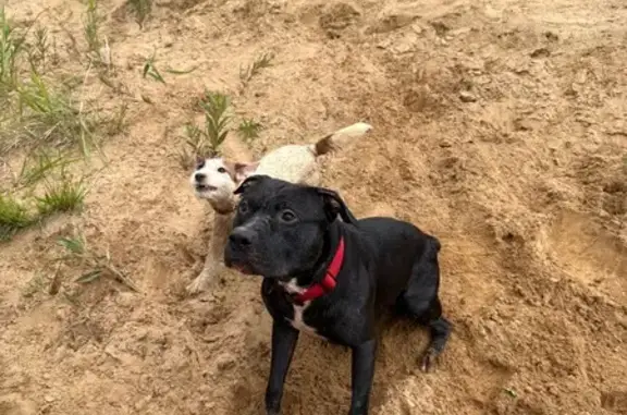 Пропала собака, Приморское пос., ЛО