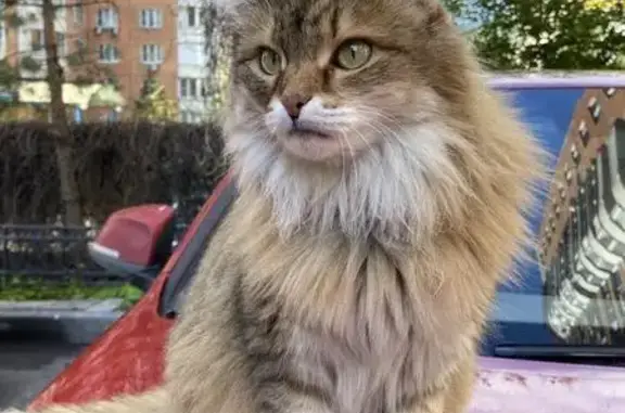 Кошки потеряшки, Москва, фото: Потеряшка кошка на Авиационной, 72 к2, Москва