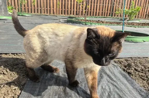 Пропала кошка, Адмиралтейская ул.