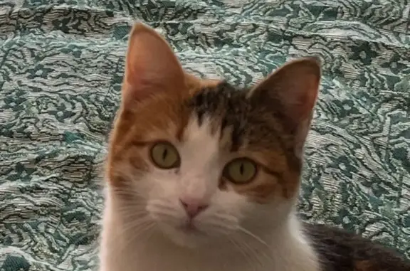 Кошки потеряшки, Ермолино, фото: Потеряшка кошка, Ермолино, 49К-1126, 62Б