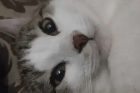 Кошки потеряшки, Кирово-Чепецк, фото: Потеряшка кошка, Спортивная 2, Кирово-Чепецк