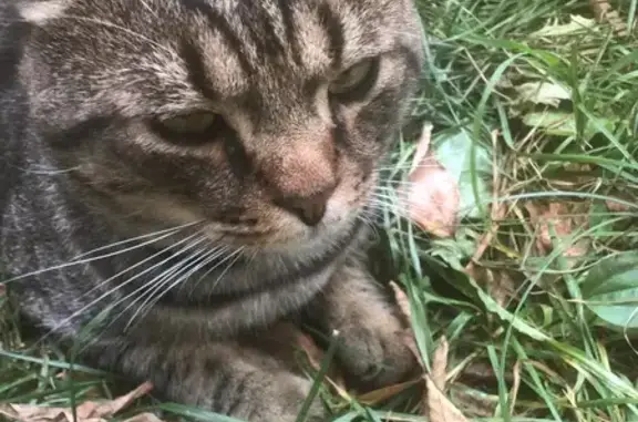 Найдена кошка, Калуга, фото: Кошка найдена: ул. Салтыкова-Щедрина, 28