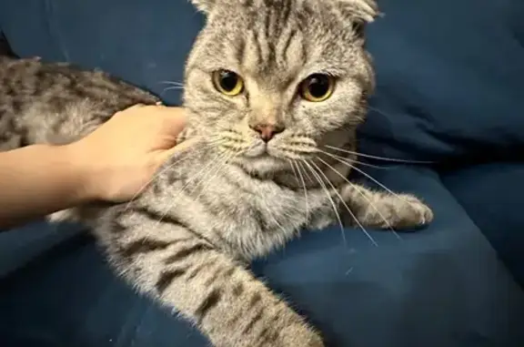 Найдена кошка, Северодвинск, фото: Кошка найдена: Лебедева 7, Северодвинск