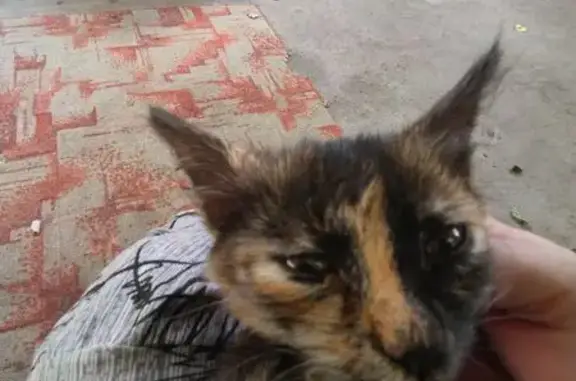 Пропала кошка, Продольная ул., Новопавловск