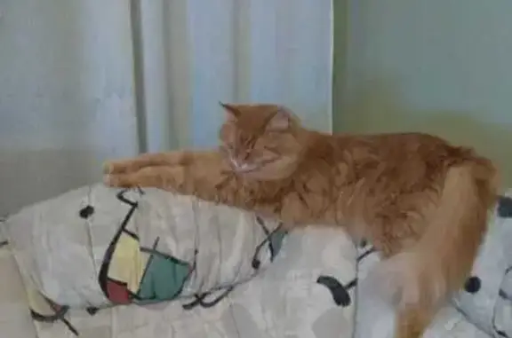 Кошки потеряшки, Домодедово, фото: Потеряшка кошка, Домодедово, 46Н-01569