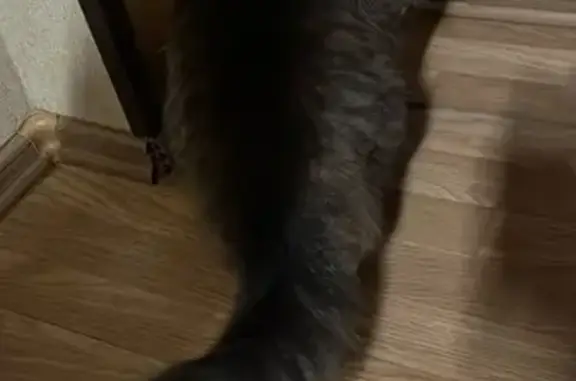 Кошка найдена у подъезда, Макаренко 2, Тула