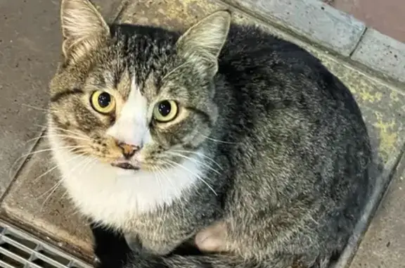 Найдена кошка, Набережные Челны, фото: Кот найден у Пятёрочки, Сююмбике 105А