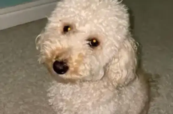 Пропал пудель Жорик, ул. Красноармейская