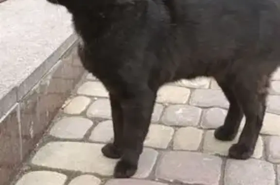 Найдена кошка, Севастополь, фото: Найдена чёрная кошка, Вакуленчука 29