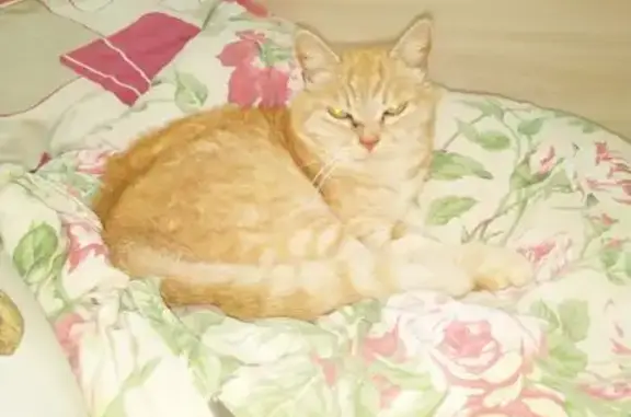 Пропала кошка в Шуе, Ивановская обл.