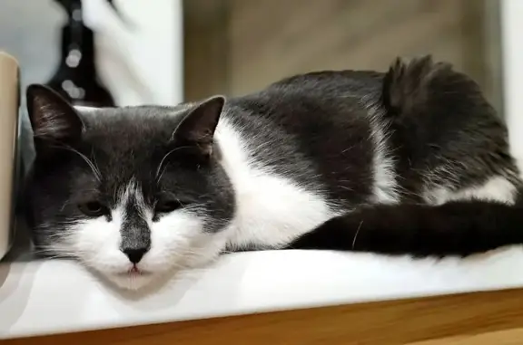 Пропала кошка, Мининский сельсовет