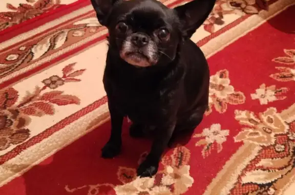 Пропала чихуахуа на Русской улице, Симферополь