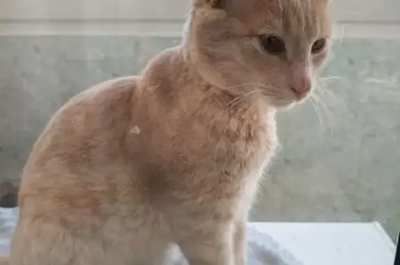 Кошки потеряшки, Самара, фото: Потеряшка котик, ул. Победы 91, Самара