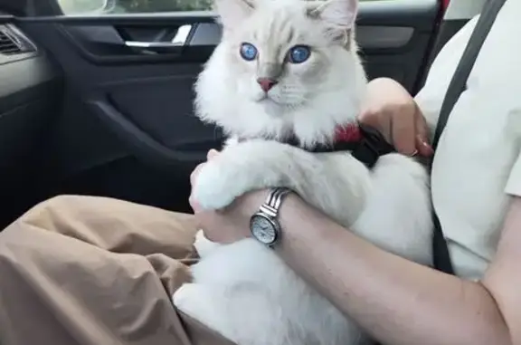 Кошки потеряшки, Московская область, фото: Потеряшка кошка, МО, Московская область