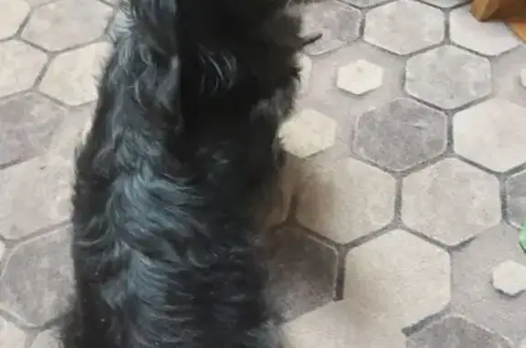 Найдена собака, Ярославль, фото: Собака найдена: Мурманский проезд, 5А