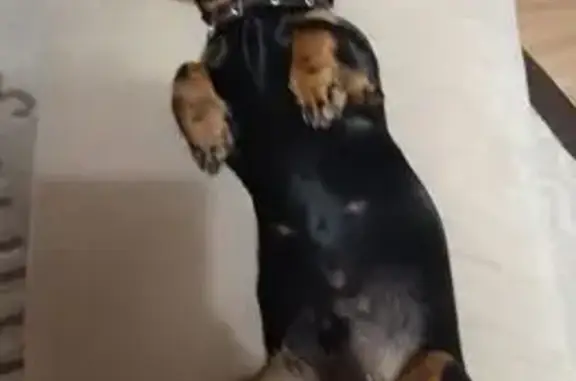 Объявления о пропавших и найденных животных, Борисоглебск, фото: Пропала такса, ул. Карла Маркса, Борисоглебск