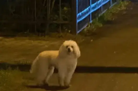 Найдена собака, Тверь, фото: Собака на ул. Академика Туполева, 61/115