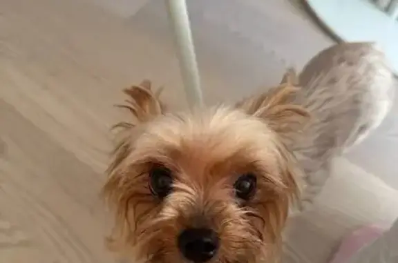 Найдена собака, Санкт-Петербург, фото: Йорик найден: наб. Миклухо-Маклая, 3 к2 с1