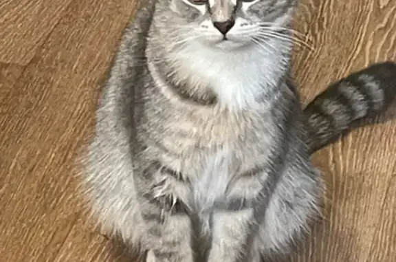 Найдена серая кошка, пр. Ударников 27к2