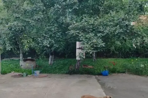 Пропала собака Рыжик, Зелёная ул. 17