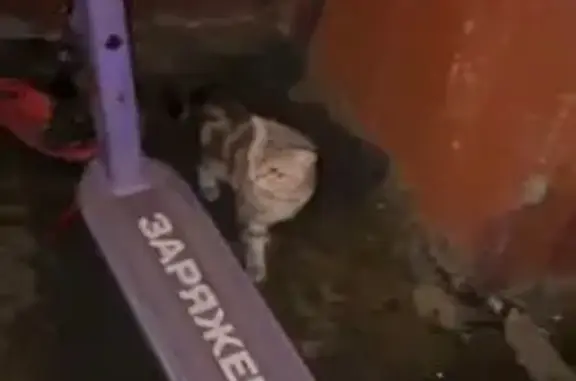 Британская кошка найдена, ул. Лаврентьева