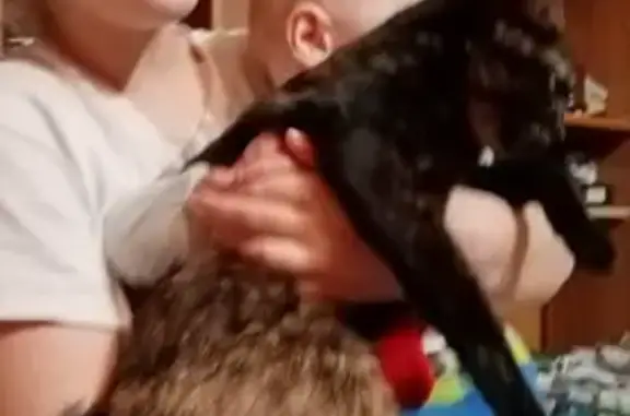 Пропала кошка, Янтарная 46, Новосибирск