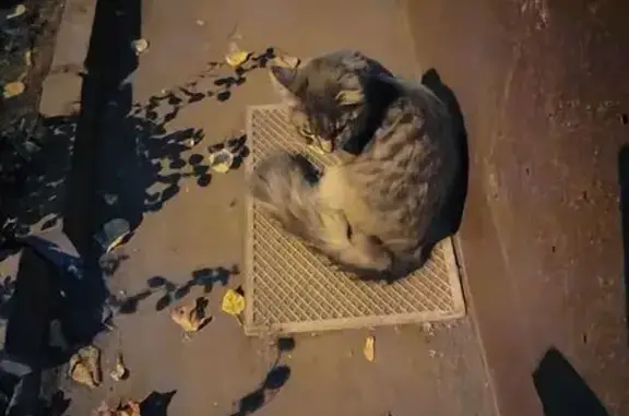 Найдена кошка, Дмитровское шоссе, Москва