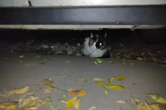 Найдена кошка, Ульяновск, фото: Кошка найдена: Клубная ул., Ульяновск