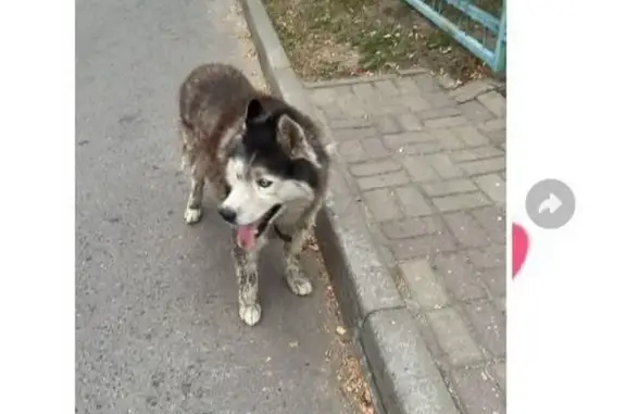 Собака найдена: Шестая ул., 15, Балашиха