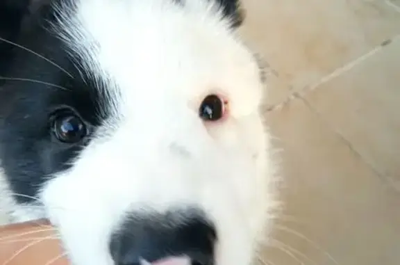 Собаки потеряшки, Дубна, фото: Потеряшка собака, Новая ул. 9, Дубна