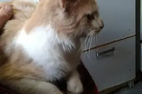 Найдена кошка, Тучков пер., 11/5, СПб