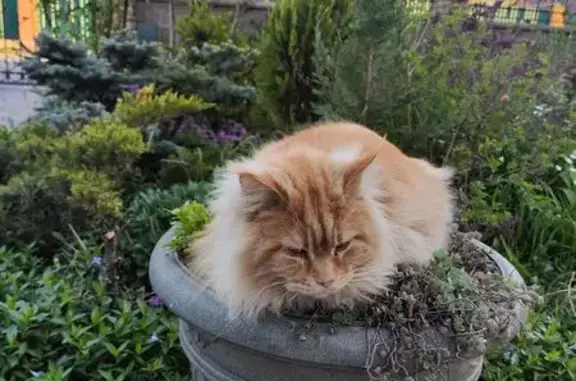 Кошки потеряшки, Аксай, фото: Потеряшка кошка, ул. М. Ненно, 37, Аксай