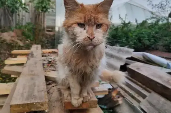 Объявления о пропавших и найденных животных, Шуя, фото: Кошка найдена: ул. М. Седова, 151, Шуя