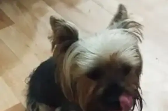 Найдена собака, Солнечное, фото: Йорк найден: ул. Танкистов, 3, Солнечное