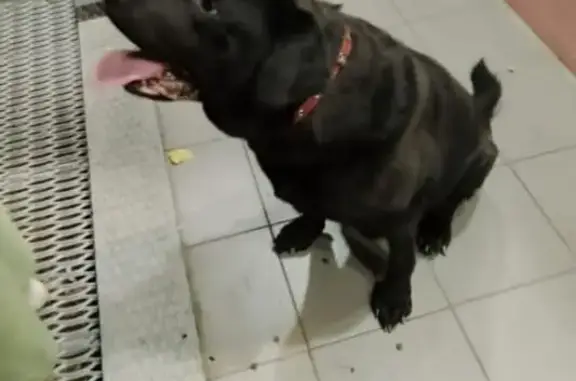 Черный кобель найден, Лесная ул., Москва