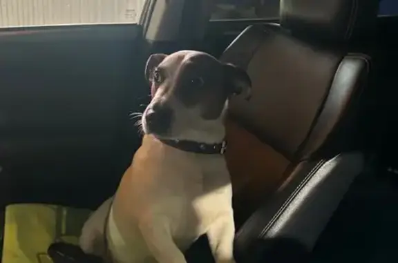 Собаки потеряшки, Ростов-на-Дону, фото: Потеряшка Джек Рассел, ул. Радищева 26