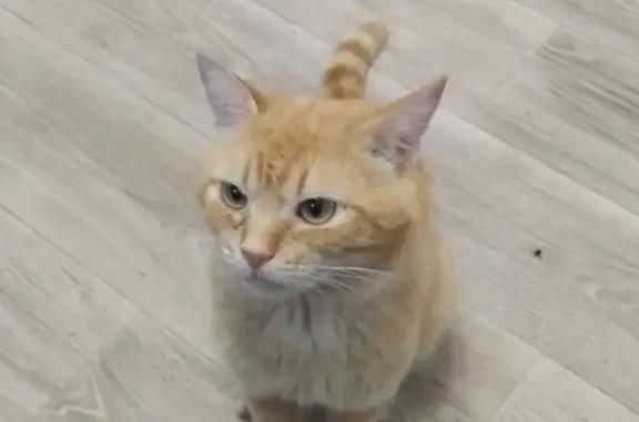 Пропала кошка, Белинская 161А, Каменка