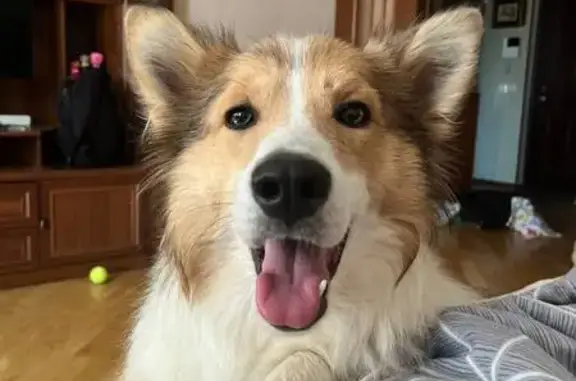 Собака найдена: Банный пер., 2А, Хатунь