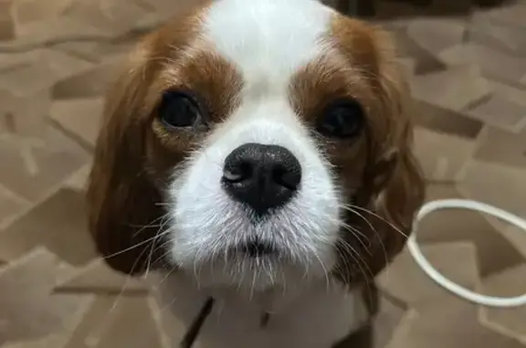 Собака найдена: Тамбов, ул. Энгельса, 5